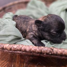 Rosalita - Brown female Shichon puppy in Bradford, Ohio from Ted E. Bear Patch