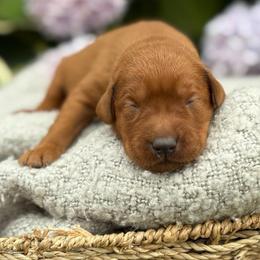 Gavin - Yellow male Labrador Retriever puppy in Puyallup, Washington from 12 Door Farm Labradors