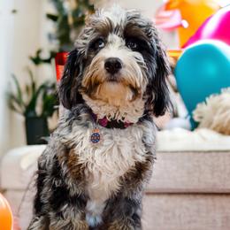Lila - Bernedoodle