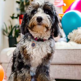Lila - Bernedoodle