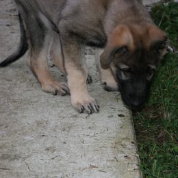 Shiloh Shepherd Puppies from Solace Shilohs