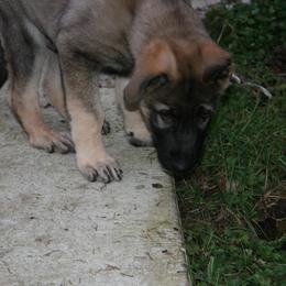 Shiloh Shepherd Puppies from Solace Shilohs