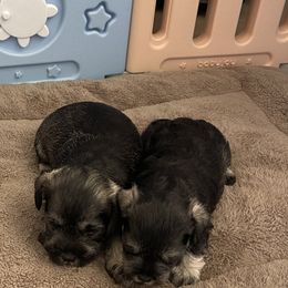 Miniature Schnauzer Puppies from Miniature Schnauzer Paradise llc