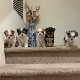 Morkie puppies from Sabrina's Morkie Poo’s