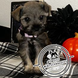 Violet - Salt and pepper female Miniature Schnauzer puppy in Conroe, Texas from Wowzers Mini Schnauzers