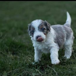 Bernedoodle Puppies from Autumn Vanskiver