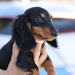 Purple boy - Black and tan male Dachshund puppy in Lancaster, California from Avignon