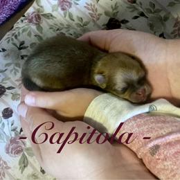 Capitola - Orange sable female Pomeranian puppy in Beulaville, North Carolina from DandyLion Pomeranian