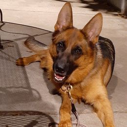 Flair - German Shepherd