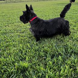 Fiona - Scottish Terrier