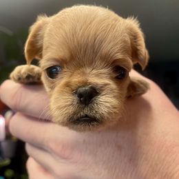 Brussels Griffon Puppies from Shelly's Brussels Griffons