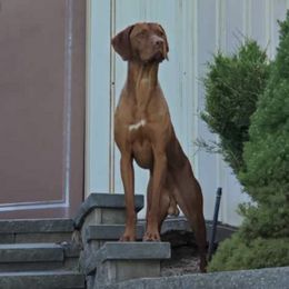 Vizslas from Dandys Bean Bags
