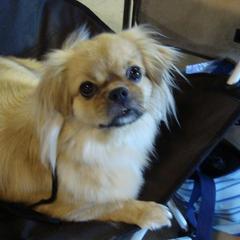 Tibetan Spaniels from Azamora Tibetan Spaniels