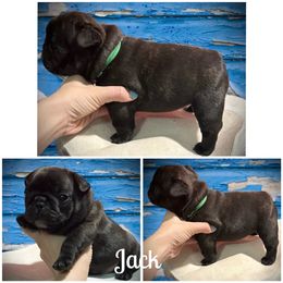 French Bulldog Puppies from HazyDayFrenchies