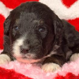 Resolution - Tri-color male Bernedoodle puppy in Beecher, Illinois from Erica’s Doodles