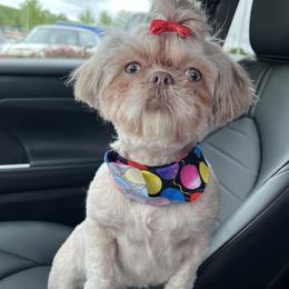 Lilah - Shih Tzu