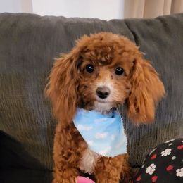 Poodles from Má Belle Petité Poodle Puppies