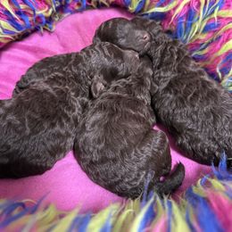 Poodle Puppies from Black Pearl Poodle
