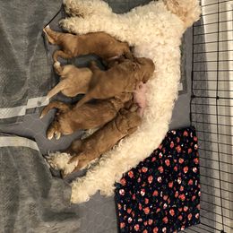 Australian Labradoodle Puppies from Magnolia Breeze Labradoodles