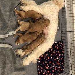 Australian Labradoodle Puppies from Magnolia Breeze Labradoodles