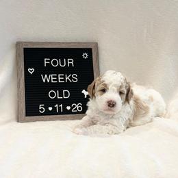 Hank - Yellow and white male Bernedoodle puppy in Sparrows Point, Maryland from Rosie’s Puppies