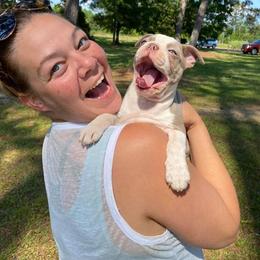 Boston Terrier Puppies from Lola’s House of Bostons & Rescue