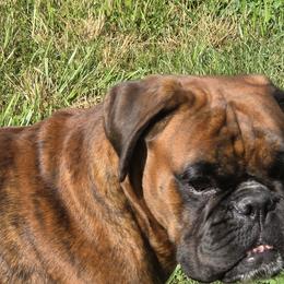 Billie - Boxer