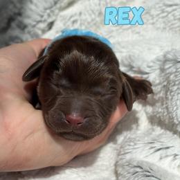 Rex - Chocolate male Labrador Retriever puppy in Tomahawk, Wisconsin from Mahner Labs