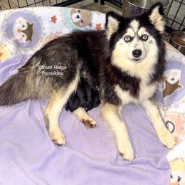 Akron - Black and white male Pomsky puppy in Sheffield, Iowa from Clover Ridge Pomskies