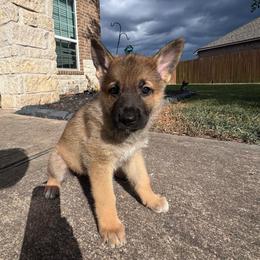 Coco - Sable female German Shepherd puppy in Magnolia, Texas from K & Q Shepherds
