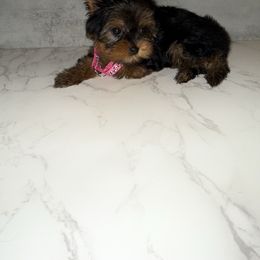 Kammy - Black and gold Yorkshire Terrier puppy in Maple Heights, Ohio from Yorkiesllc