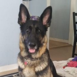 German Shepherds from James Fiksdal's German Shepherds