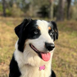 Gypsy - Australian Shepherd