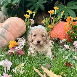 Harold - Apricot male Goldendoodle puppy in Rocklin, California from FurEver Yours Goldendoodles