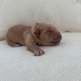 Humbug - Dark golden male Golden Retriever puppy in Alliance, Ohio from Mount Olive Doodles