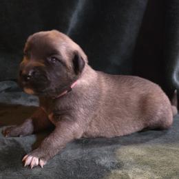 Girl 6- Baby Pink - Fawn female Anatolian Shepherd Dog puppy in La Grange, Georgia from Florida Anatolian Shepherds