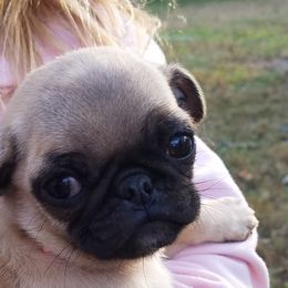 Pug Puppies from My princess pugs