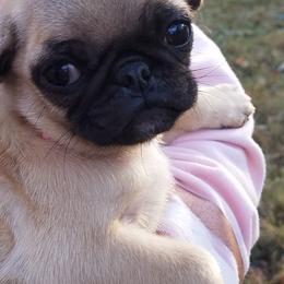Pug Puppies from My princess pugs