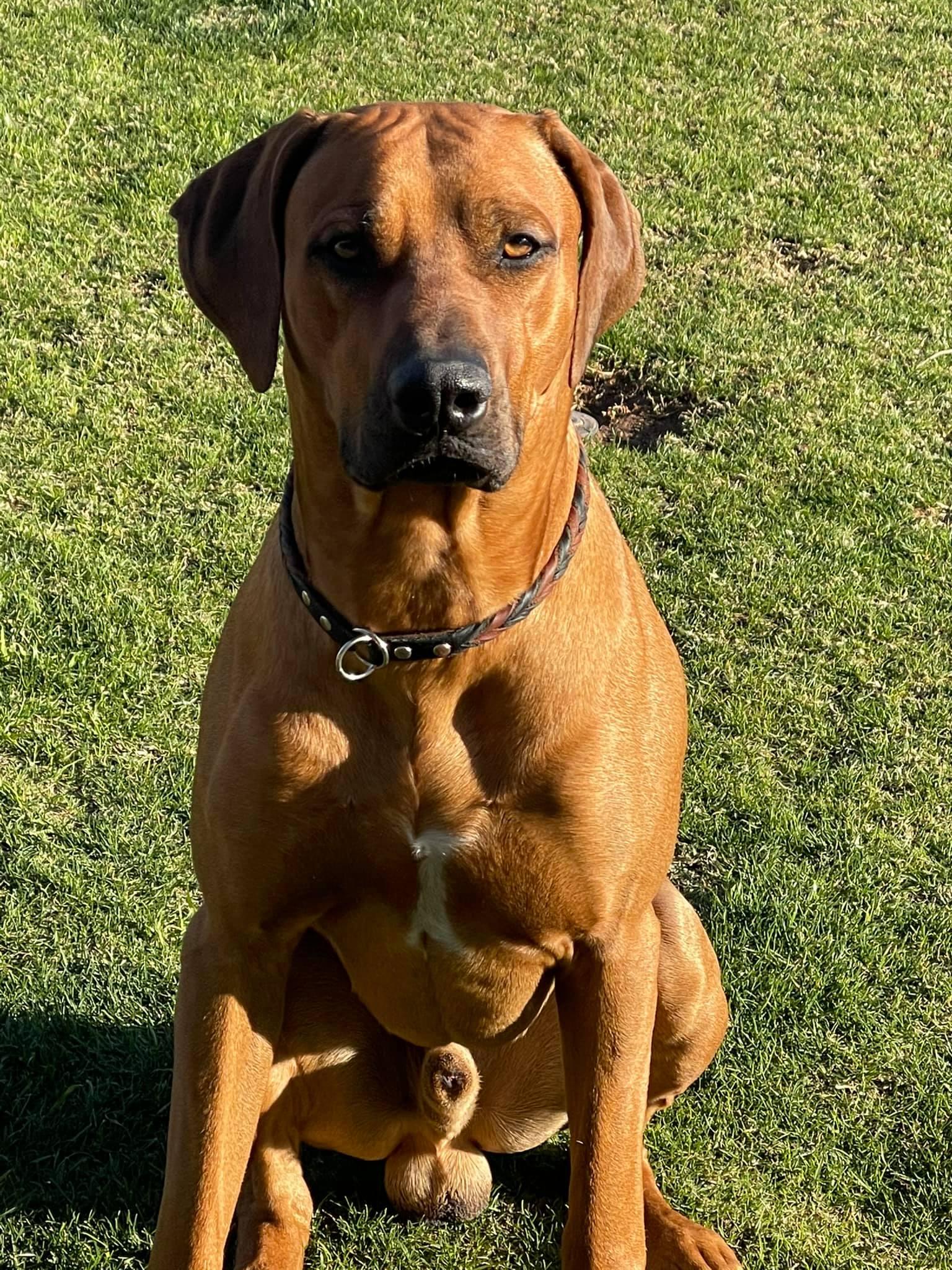 MZURI RIDGE RIDGEBACKS in Arizona | Rhodesian Ridgeback puppies | Good Dog
