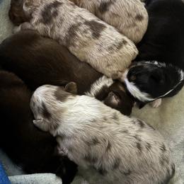 Daisy - Red merle female Toy Australian Shepherd puppy in Wiggins, Colorado from Mile High Acres