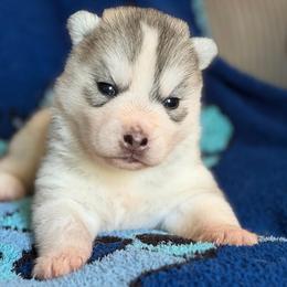 Athena - Gray and white female Siberian Husky puppy in Amery, Wisconsin from Sovereign Siberians