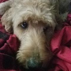 Jill - Goldendoodle