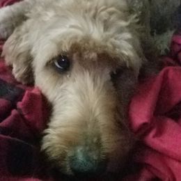Jill - Goldendoodle