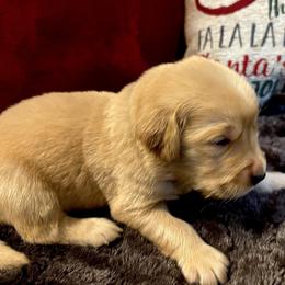 Bristol - Dark golden male Golden Retriever puppy in Seville, Ohio from Retriever Ranch