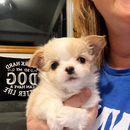 Chihuahua Puppies from Home Grown Chihuahuas From Iowa