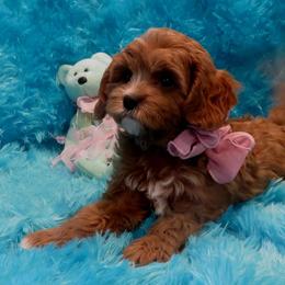 Cavapoos and Maltipoos from Knight Pups