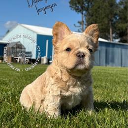 Game of Thrones, Daenerys Targaryen (fluffy) - Cream female French Bulldog puppy in Salem, Oregon from Toy House Frenchies