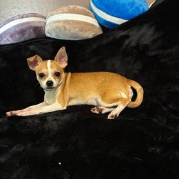 Cookie - Red and white male Chihuahua puppy in Conway, Arkansas from Kings chichis