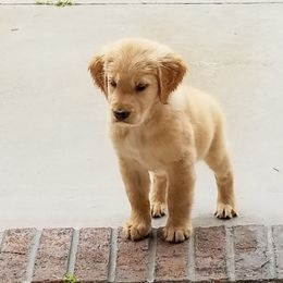 French Bulldog, Goldendoodle, and Golden Retriever Puppies from Crystal Coast Kennels, LLC