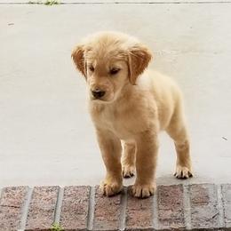 French Bulldog, Goldendoodle, and Golden Retriever Puppies from Crystal Coast Kennels, LLC